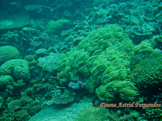 Australia-Great-Barrier-Reef